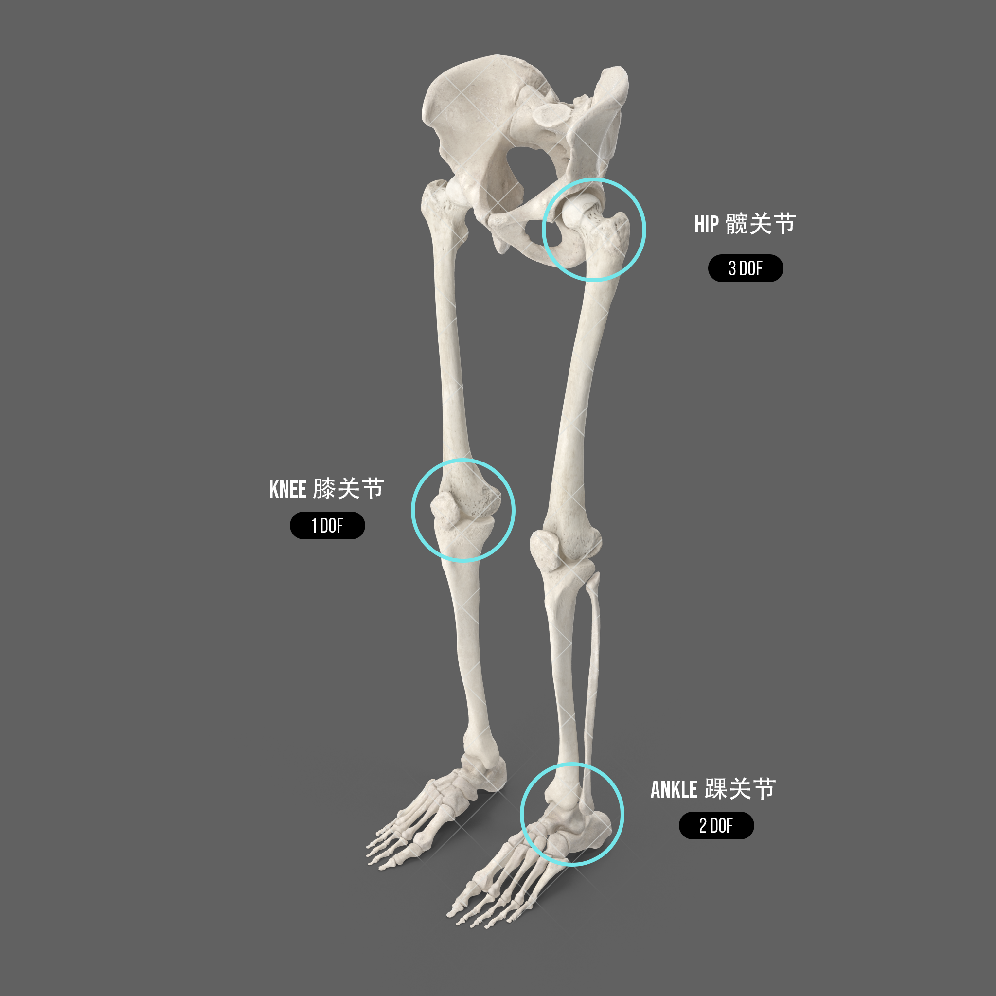 Human Legs